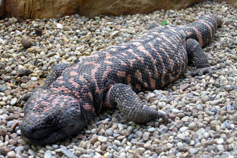 BIODIVERSIDADE: O QUE UM LAGARTO VENENOSO PODE FAZER PELO HOMEM!