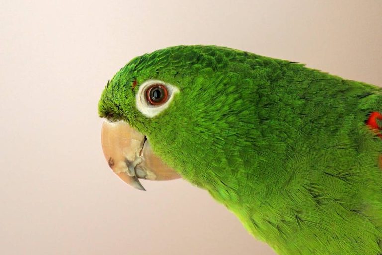 Passarinho Verde. Periquito. José Rodrigues.