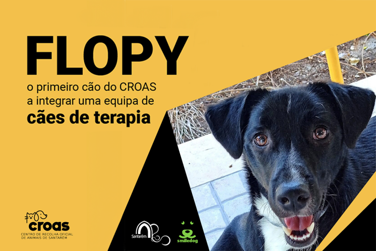 Flopy o Cão Adotado no Croas - Imagem recriada