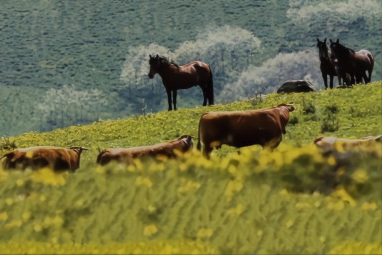 FÓRUM BALDIOS QUE FUTURO. Montalegre