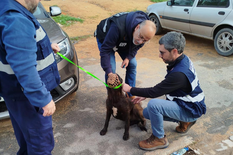 Fiscalização animais. PSP. Faro