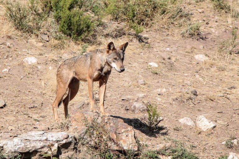 Lobo-ibérico