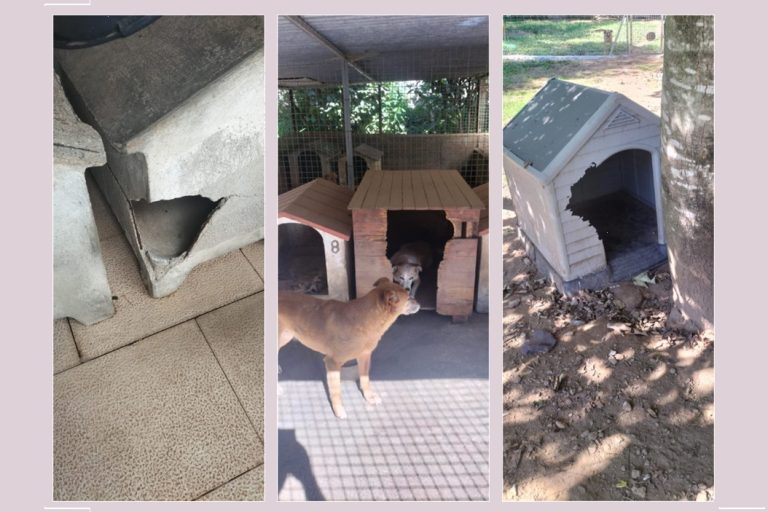 Renovação casotas dos cães. Ponte de lima