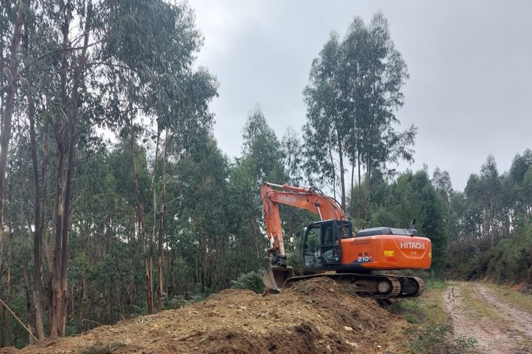 Remoção da espécie invasora Hakea sericea. Oliveira de Frades
