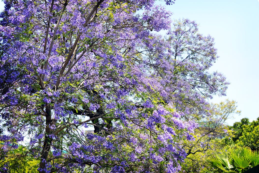 Jacarandás. Lisboa.