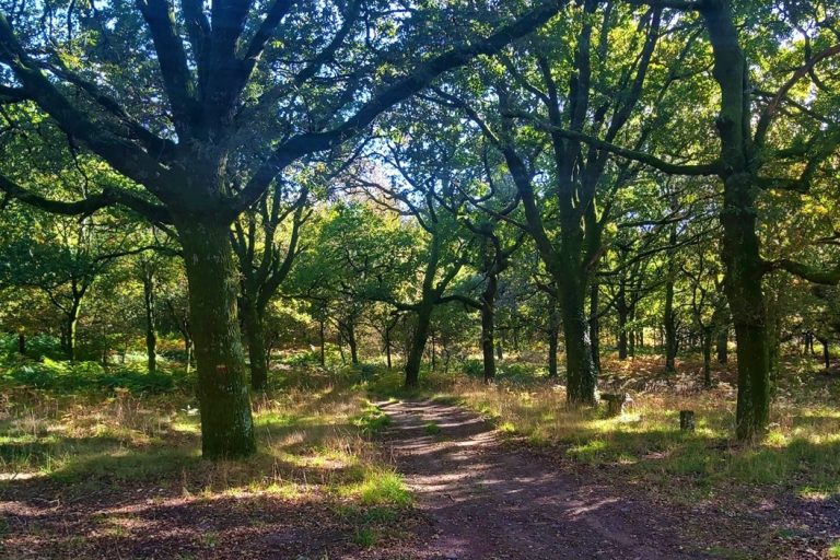 Trilho PR4. Oliveira de Frades