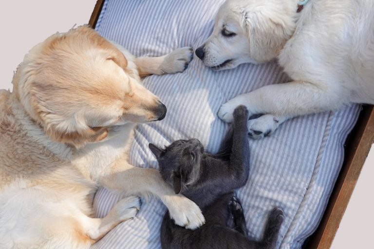 Cães e gatos