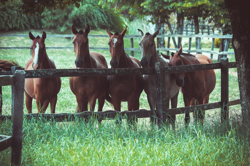 Cavalos
