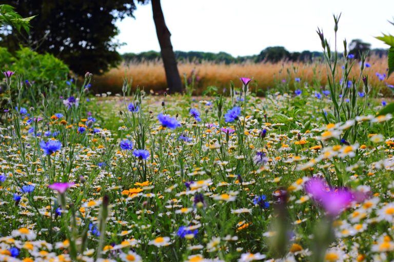 Flores do Campo