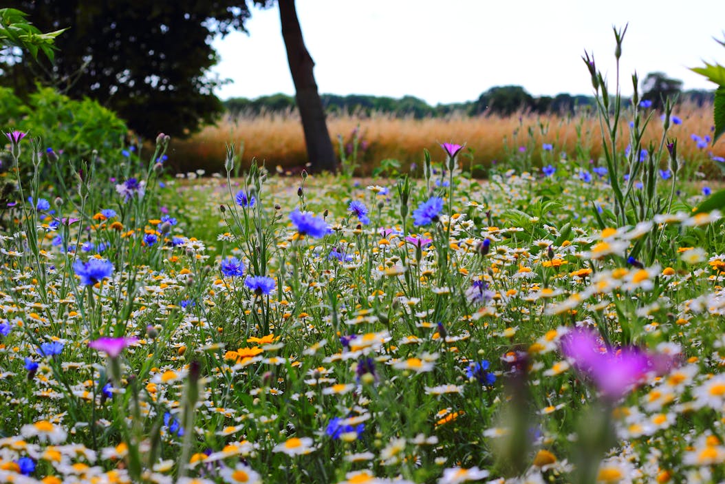 Flores do Campo