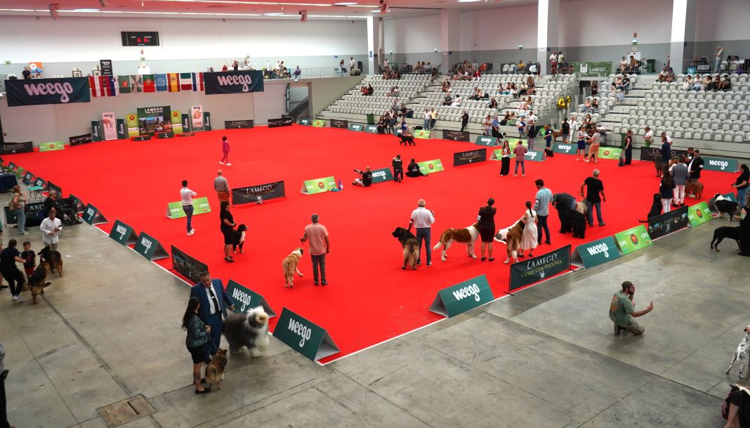 Exposição canina Lamego