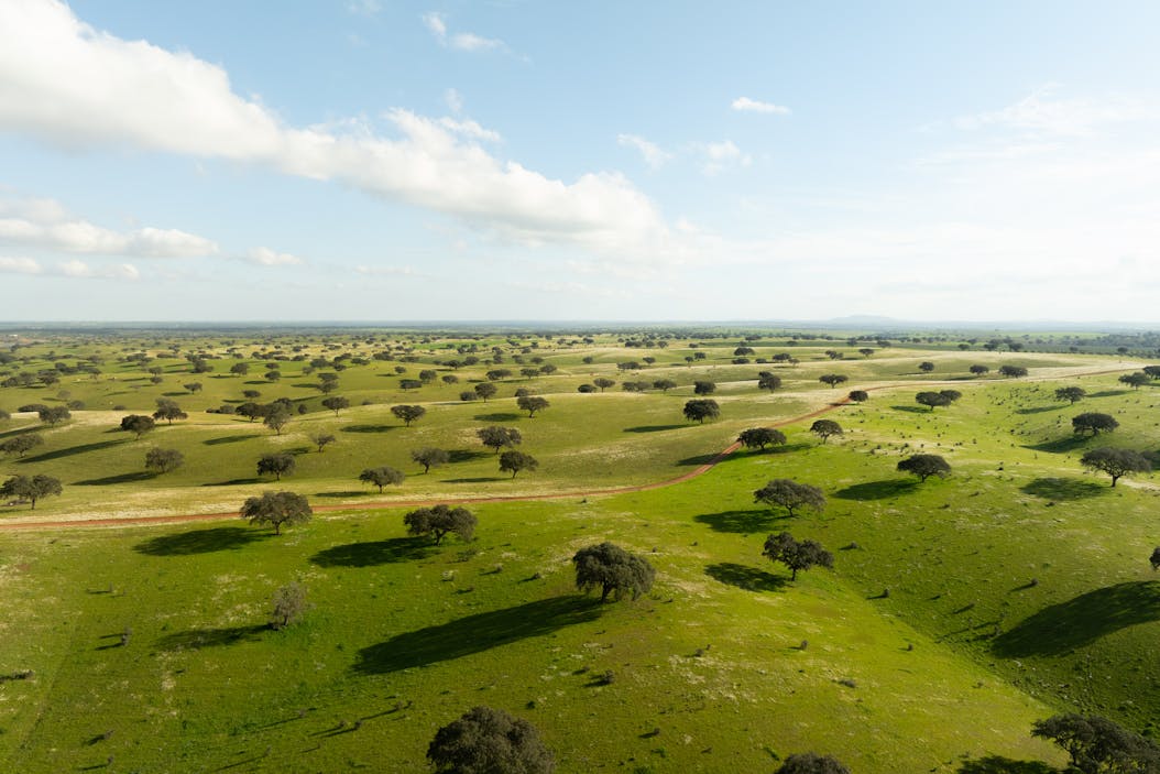 Montado. Sobreiros.