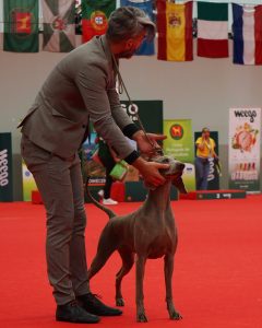 Exposição canina Lamego