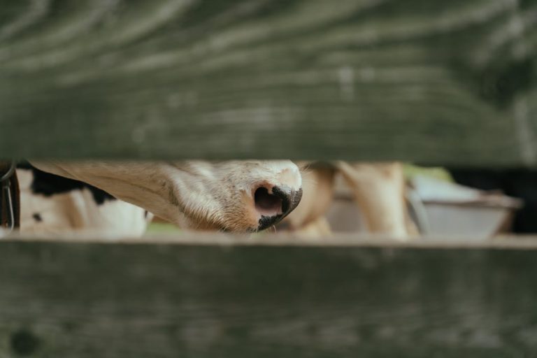 Vaca